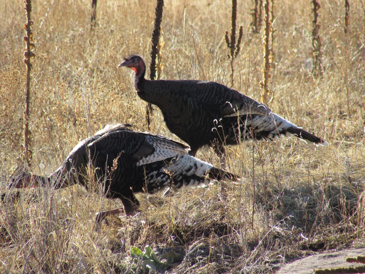 Turkey Hunting Guides